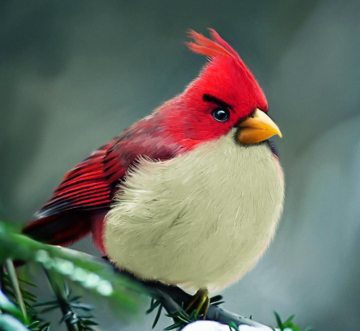  Angry Birds   - 5