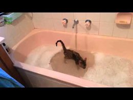 купание котиков