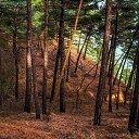 ������������� ���� , ����� , �������� ������� ������� , www.alexeysazonov.ru �� ������� ������