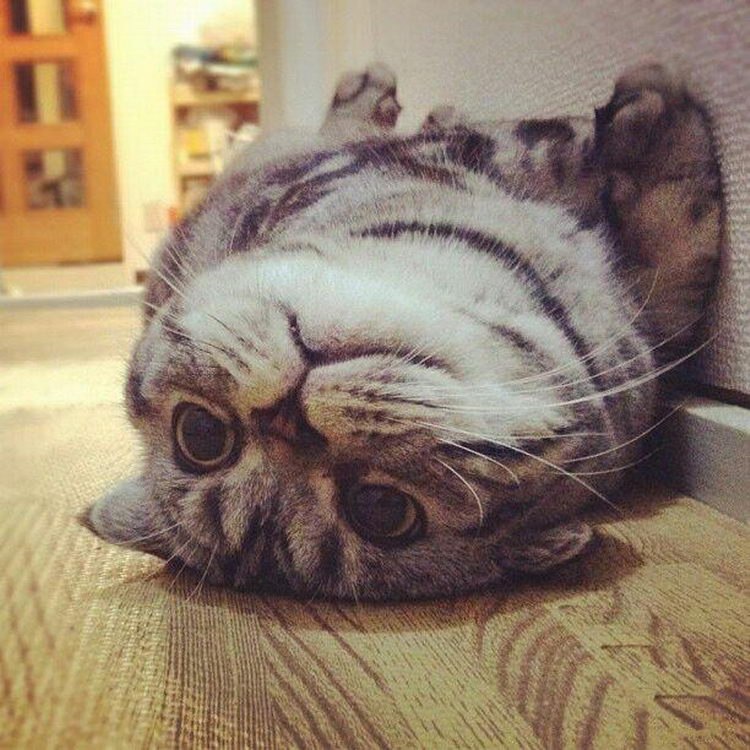 Котик^^