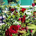 ���� ��������, ������ - ��������� 16 ������ 2015 � ������ ��������� ����� ��������