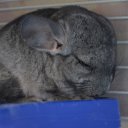 ���� ���������, �������-�����, 50 ��� - ��������� 18 ������� 2015 � ������ ���� ������