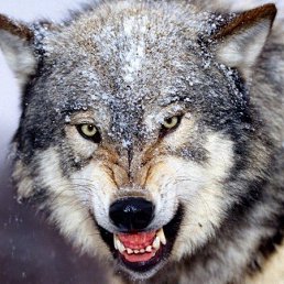 ���� �����, ����������, 49 ��� - ��������� 19 ������� 2015