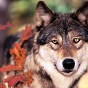 ���� Kolya, ����, 52 ���� - ��������� 10 ������� 2015 � ������ ���� ����������