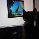  , , 51  -  14  2014    .