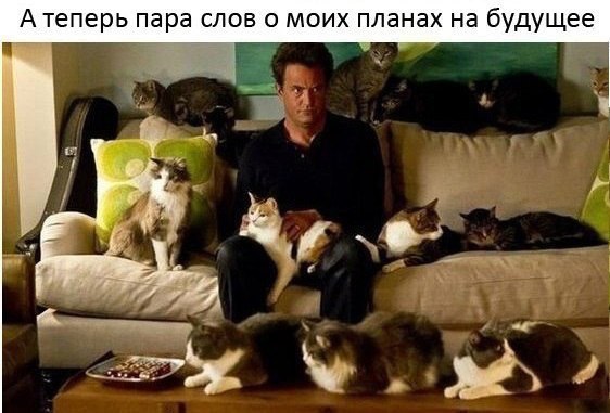 °•Cats Forever•° - 25  2015  13:31