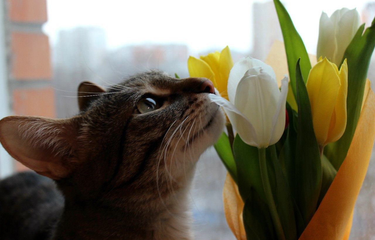 Воздухе пахнет весной ты как всегда холодна. Котик пахнет весной. Чувствуете запах весны. Кот чувствует весну. Кот нюхает весну.