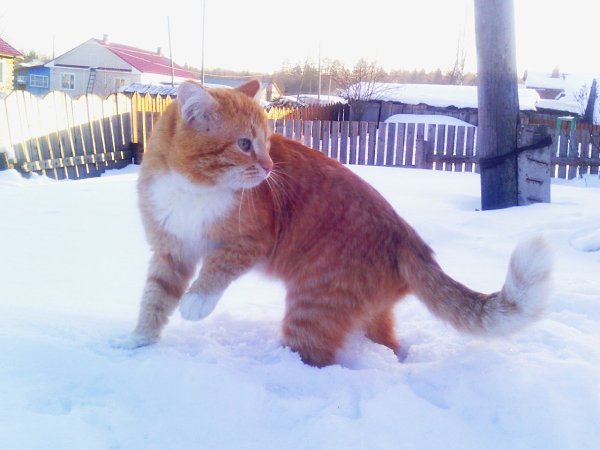 Мой котик).Нашли его в огороде около 5 лет назад, был весь измученный..Теперь живет с нами и ...