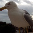 ���� �����, �������, 43 ���� - ��������� 15 ������� 2014 � ������ ���� ����������