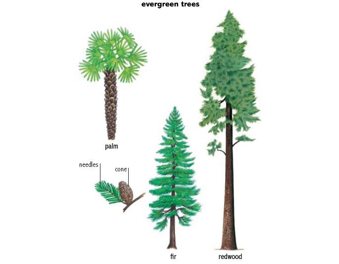 Spruce перевод