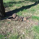 ���� Charaf, ��������� - ��������� 26 ����� 2015 � ������ ���� ����������