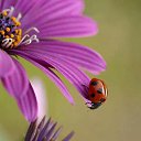 ���� �������, �����������, 61 ��� - ��������� 22 ����� 2015 � ������ ���� ����������