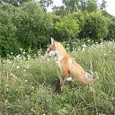 ���� ����, ����������, 43 ���� - ��������� 11 ������ 2015