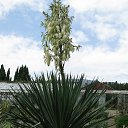 ���� ������. �� �����., ���� - ��������� 31 ������ 2015 � ������ ������ ��������