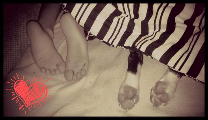 Английский бультерьер. - 3 февраля 2015 в 11:51