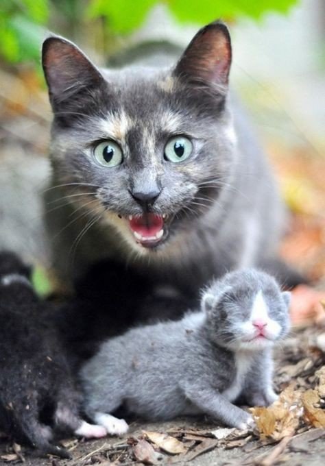     .#animal@travel.blog