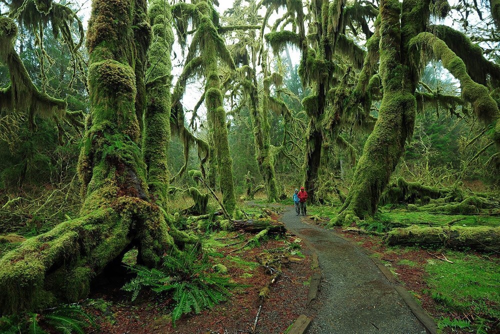 Hoh Rain Forest,   , 