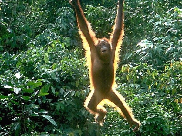 Borneo island, Sabah, Malaysia