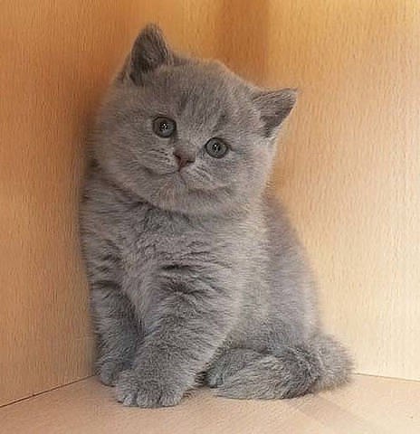   -,       .   ?  ...