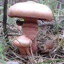 Cortinarius rubellus   