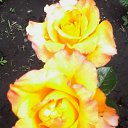 ���� &&& ����� &&&, ���� - ��������� 5 �������� 2015 � ������ ������ ��������