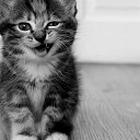 ���� �������, �����, 46 ��� - ��������� 16 �������� 2015