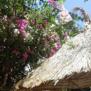    -  ,  -  4  2015   .  2015.  .  10-.