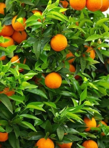   - 5  2015  20:31 - 4