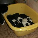 )) �� ������� ���� ����������