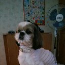 ���� �������, ��������������, 52 ���� - ��������� 9 �������� 2015 � ������ ������ ��������