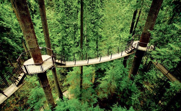     . (Capilano Suspension Bridge)    , ... - 4