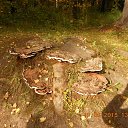 ���� ����, �����-��������� - ��������� 20 �������� 2015 � ������ ��������.�