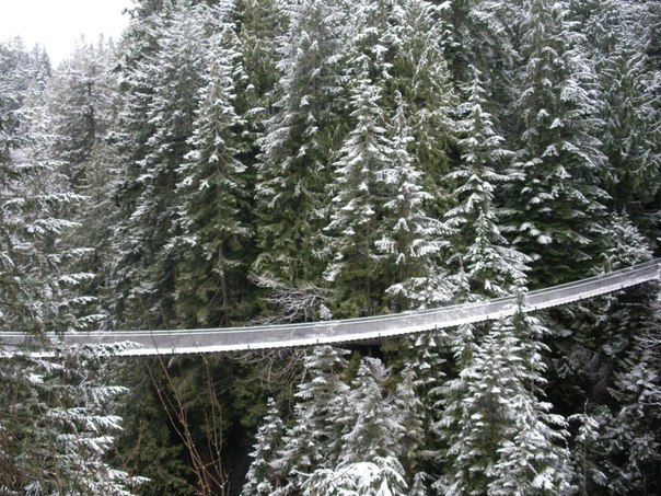     . (Capilano Suspension Bridge)    , ... - 5