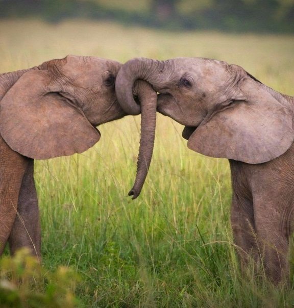.#animal@travel.blog
