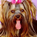 ���� �����, �����-��������� - ��������� 18 ���� 2015 � ������ ���� ����������