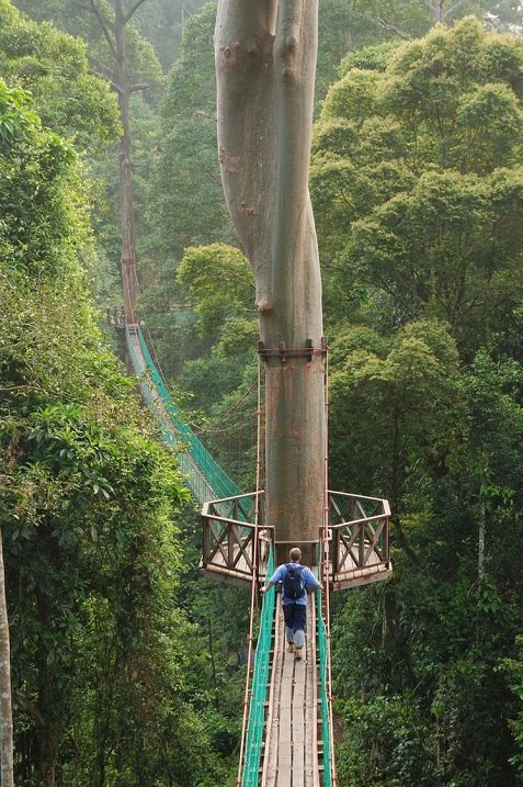   / . (. Borneo),   (. Kalimantan) -  ... - 8