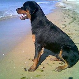 �����, ���������