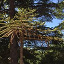  , , 38  -  10  2015    2015