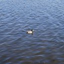  , , 49  -  13  2015   :))