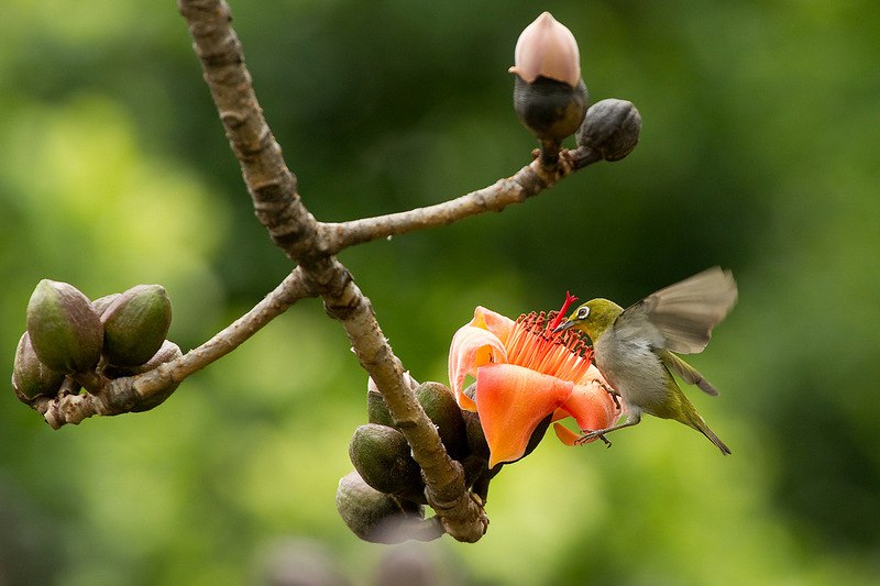    Bombax ceiba.    -  -  ... - 8