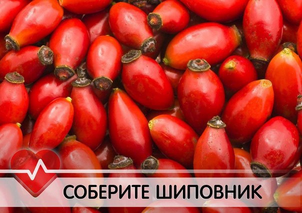СОБЕРИТЕ НА ЗИМУ ШИПОВНИК.Плоды шиповника обладают мощным бактерицидным действием. В тибетской ...