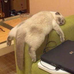 �����, ������, 53 ����