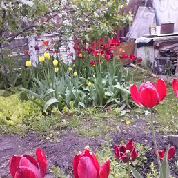 ���� ��������, ����, 76 ��� - ��������� 16 ���� 2015