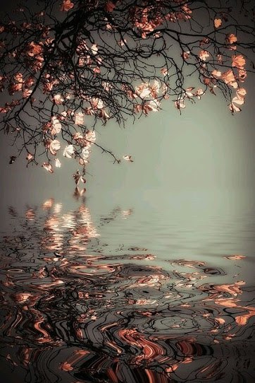 ๑۩۞۩• ๑۩۞۩๑ - 11  2015  07:27