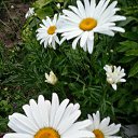 ���� �����, ����� - ��������� 13 ������� 2015 � ������ ���� ������