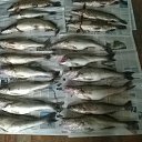  , -, 59  -  17  2015    