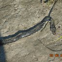 ���� ����, ���������, 50 ��� - ��������� 29 ���� 2015 � ������ �������� ������ � ��������