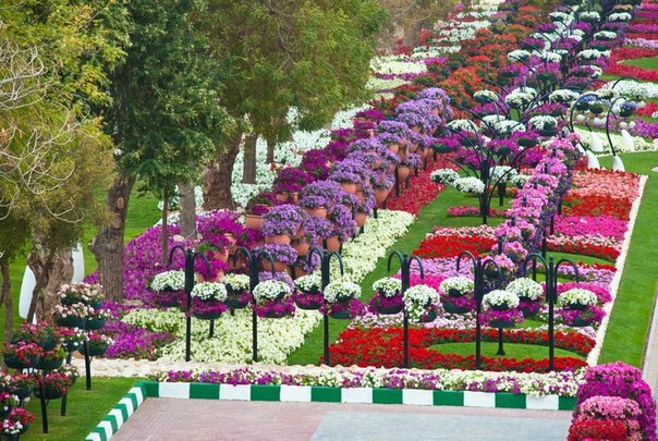 Dubai Miracle Garden -      