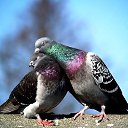 ���� ������� - �� ��������!, �������� - ��������� 14 ���� 2015 � ������ ������ ��������