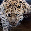 ���� ��������, ���� - ��������� 15 ���� 2015 � ������ ������ ��������